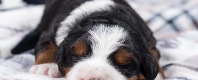 Tiny Bernedoodle sleeping