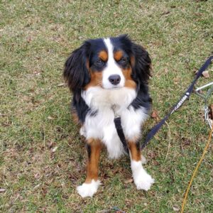 A mini Bernese Mountain Dog with black, white, and brown fur sits on the grass, looking at the camera. The dog is wearing a black leash and harness.