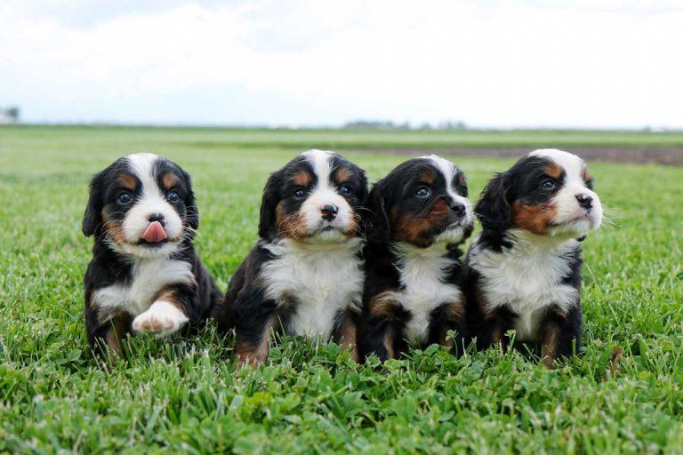 Mini Bernese Mountain Dog Puppies - Love Berners