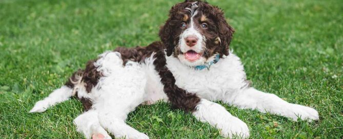 Adult Bernedoodle laying down in the grass