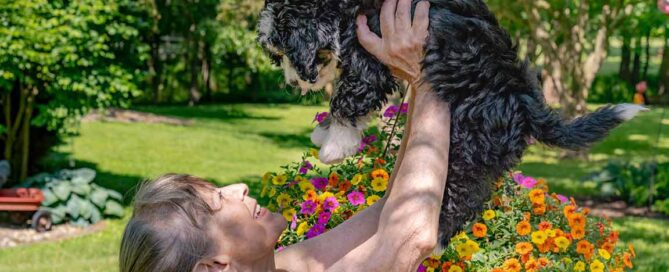 Woman holding up one of the mini Bernedoodles puppies in the air