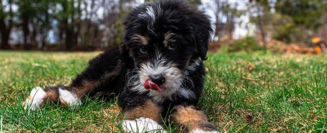 Mini Bernedoodle training in the grass