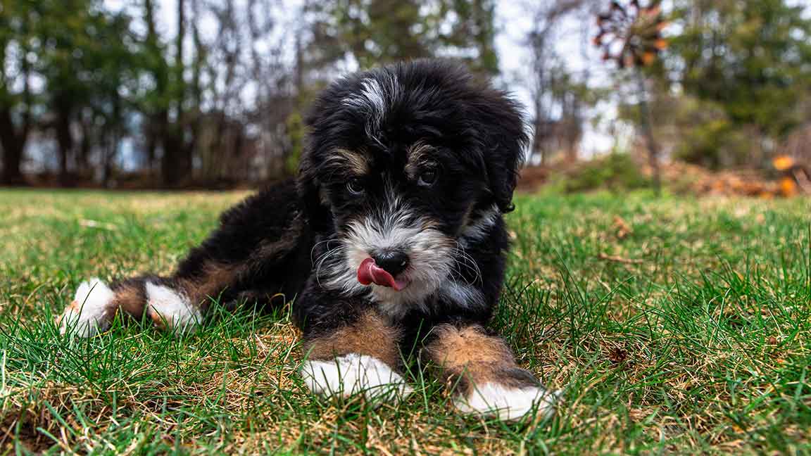 Mini Bernedoodle training in the grass