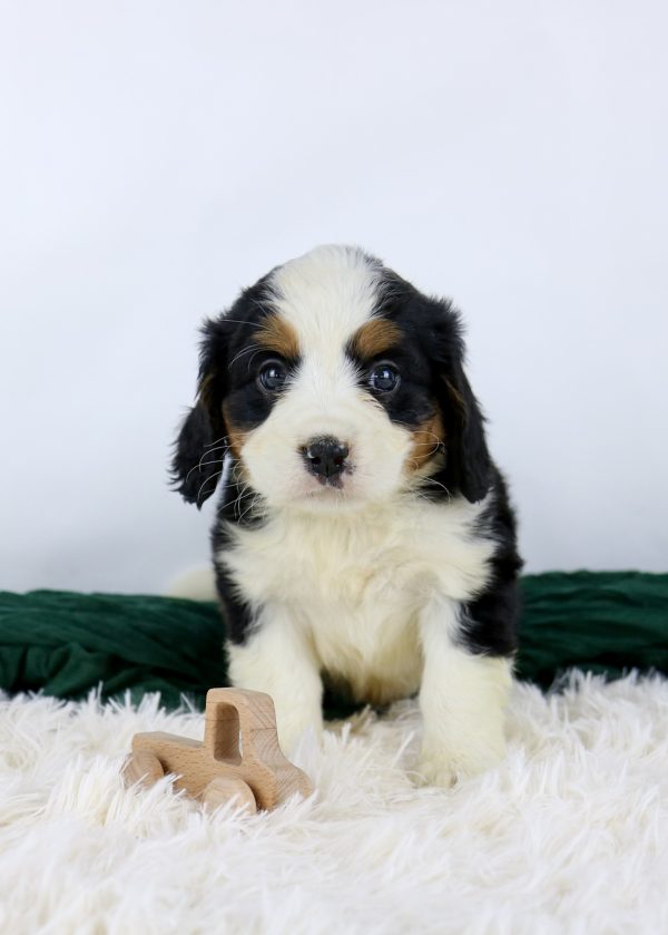 Mini Bernese Mountain puppy