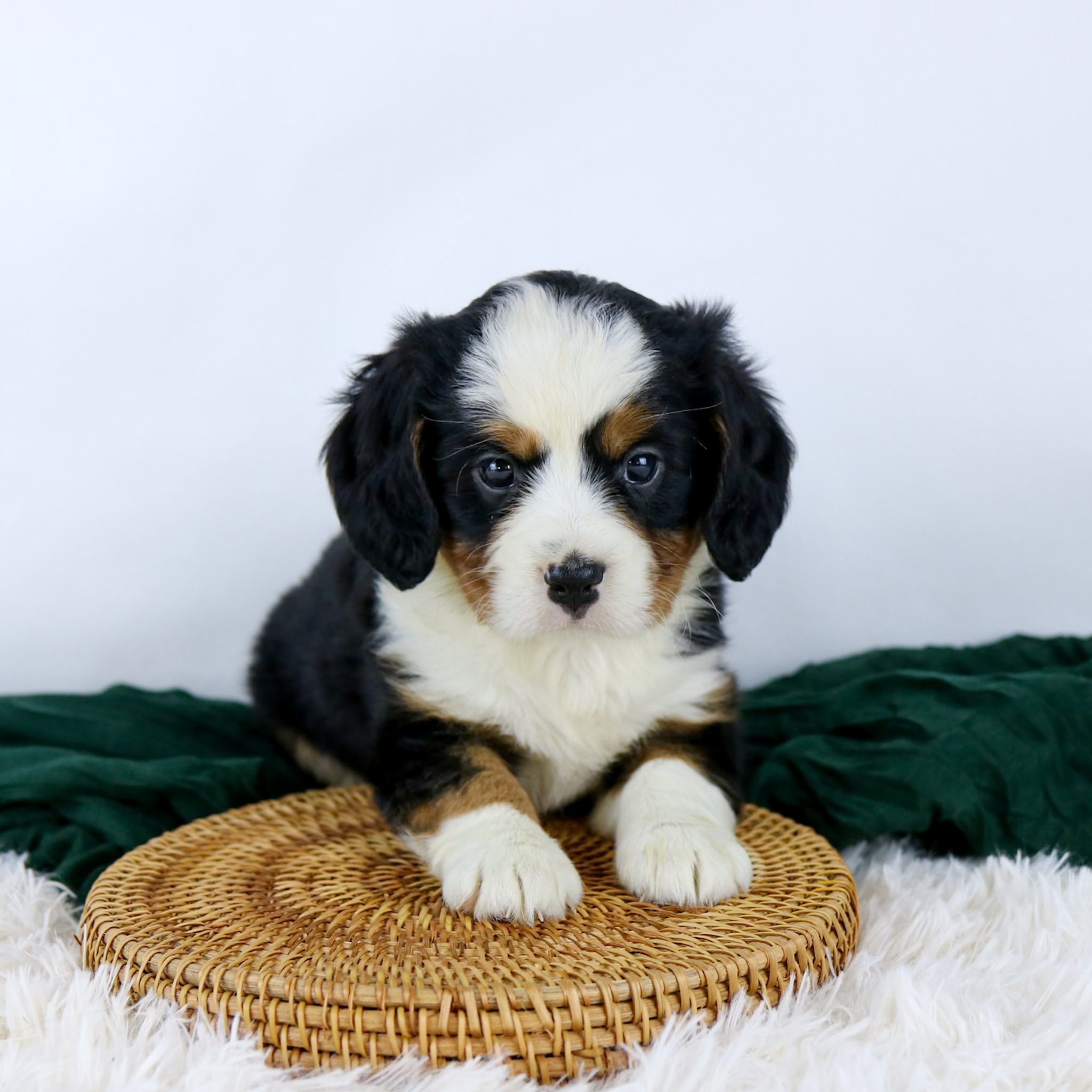 Buddy, a fluffy tricolor Bernalier puppy with black, white, and tan fur, sits on a round woven mat against a white background with a dark green cloth and furry surface. Ideal for Mini Bernese Mountain Dog lovers.