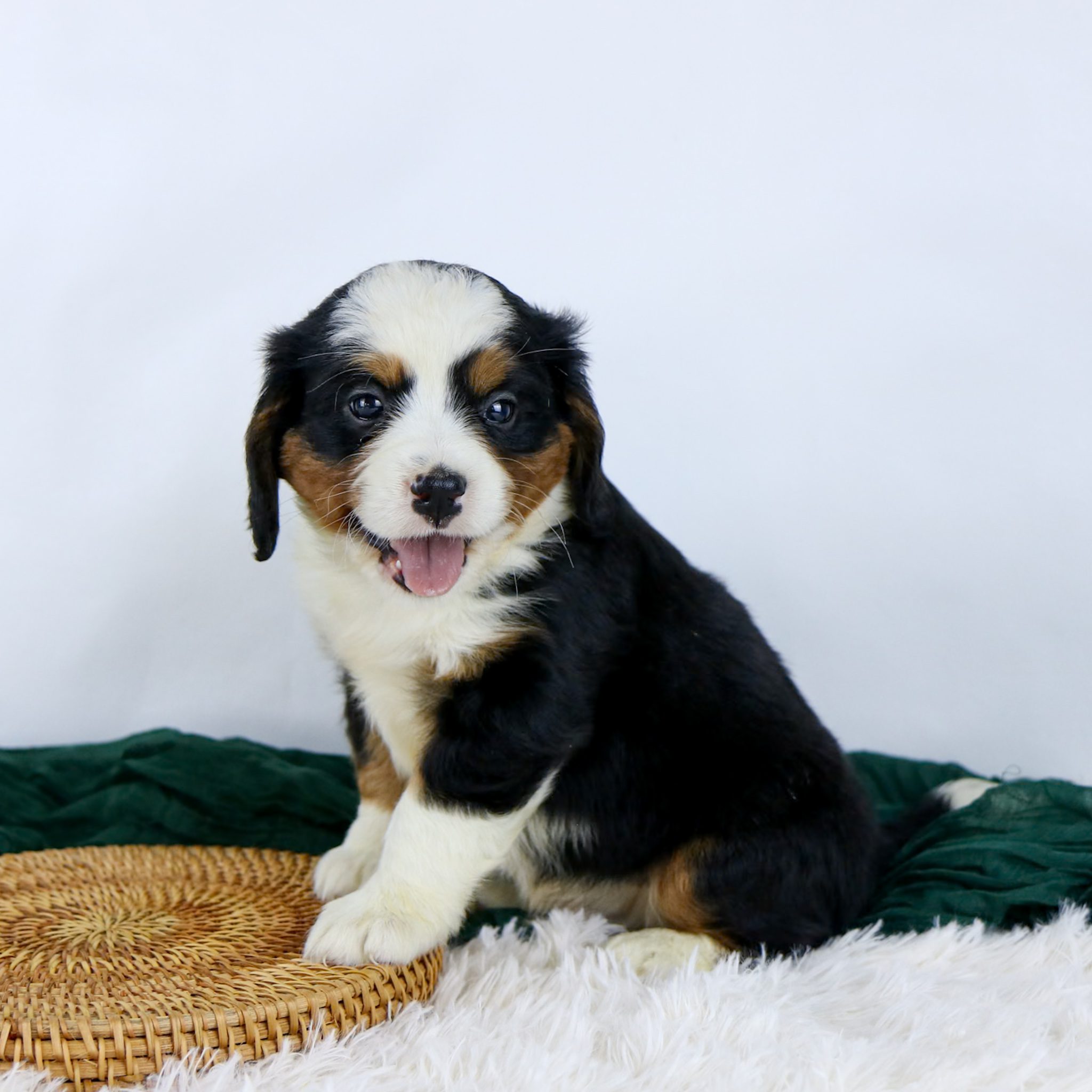 Buddy, a fluffy tricolor mini Berners puppy with black, white, and brown fur, sits on a white fuzzy rug beside a woven mat. With its mouth open and tongue out, Buddy looks at the camera against a plain white background.