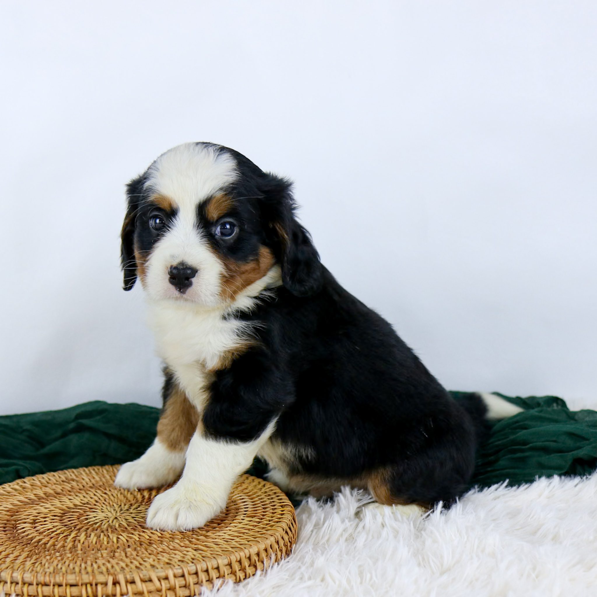 Buddy, a fluffy black, white, and brown Mini Bernese Mountain Dog puppy, sits on a white furry rug beside a round woven mat. A green cloth is partially visible in the background against a plain white backdrop.
