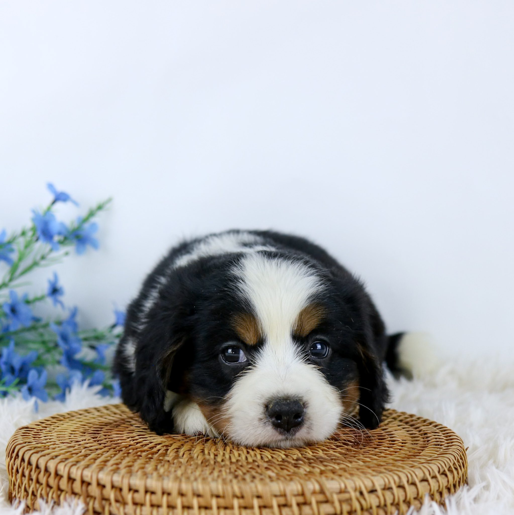 A fluffy black, white, and tan Mini Bernese Mountain Dog puppy lies on a round woven mat, looking up with big, soulful eyes. Blue flowers and a white furry surface are in the background.