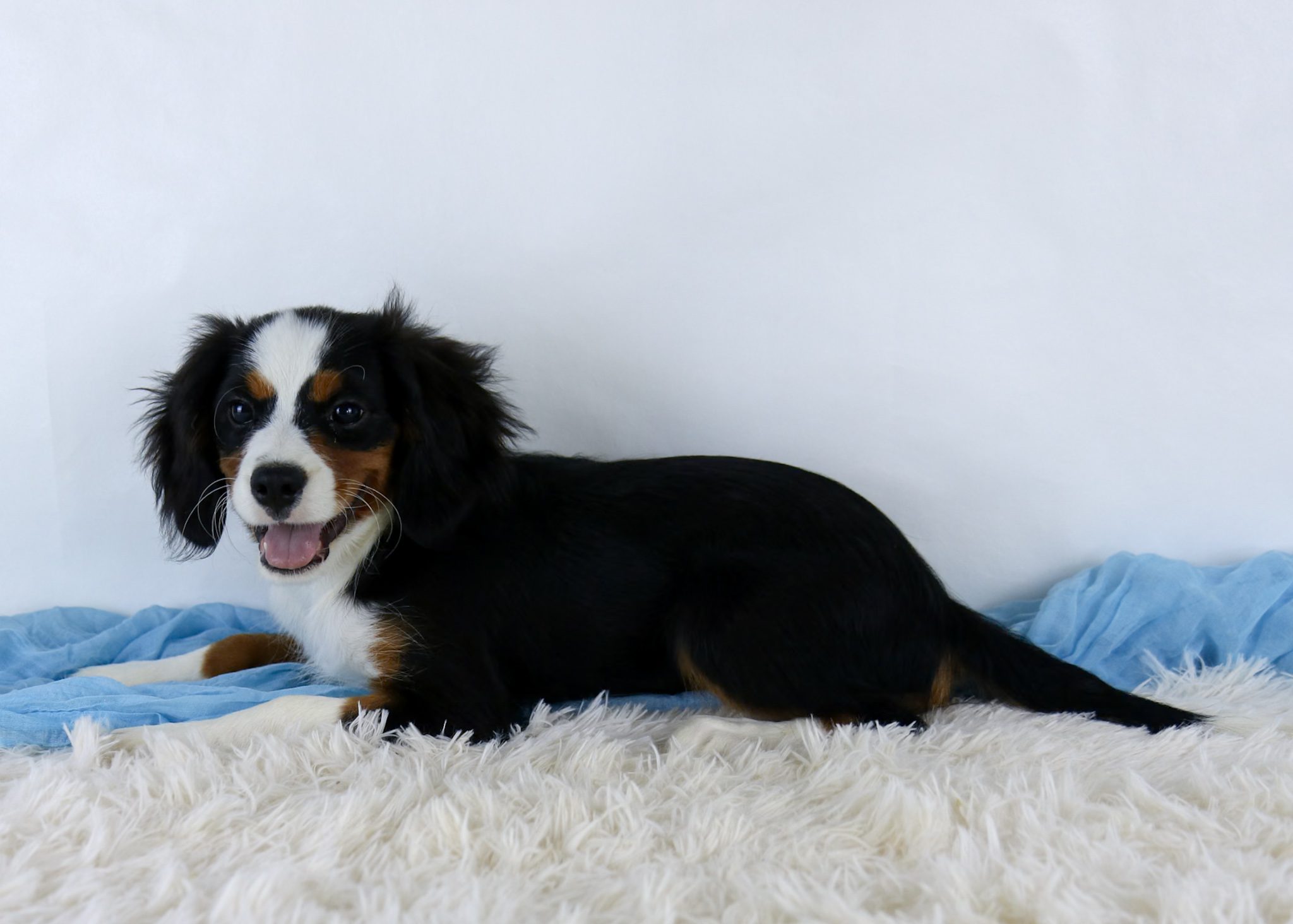 Buddy, a small black, white, and brown Bernalier puppy, lies on a fluffy white rug with a light blue blanket, looking at the camera with its mouth open as if smiling.