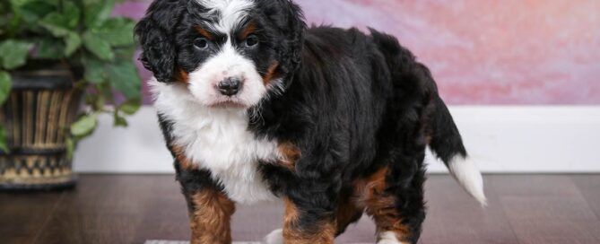 Mini Bernedoodles at Love Berners
