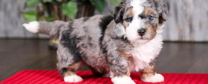 Small Bernedoodle at Love Berners