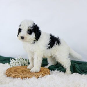 A fluffy black and white Mini Bernese Mountain Dog puppy stands on a round woven mat, with white flowers and a green cloth in the background, on a soft white surface.