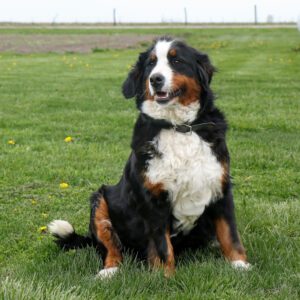 A Mini Bernese Mountain Dog with a thick black, white, and brown coat sits on green grass in a field, looking slightly to the side. Yellow dandelions are scattered throughout the grass around this adorable mini Berner.
