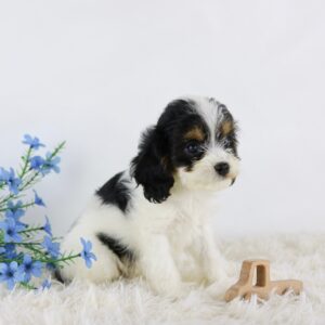 Black, white and brown mini Bernese mountain dog for sale at Love Berners