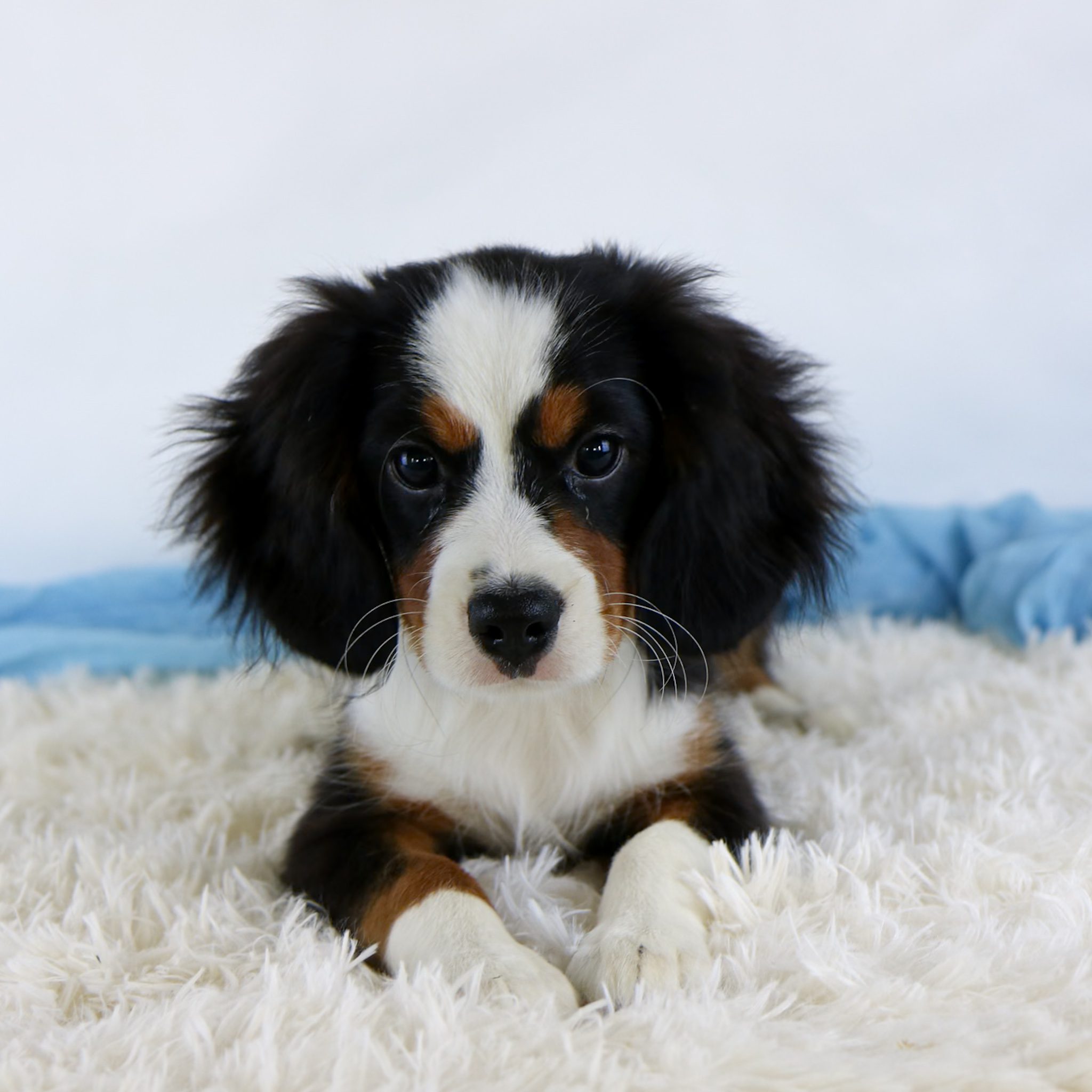 A black, white, and brown Mini Bernese Mountain Dog puppy lies on a fluffy white rug with a blue blanket in the background, looking directly at the camera.