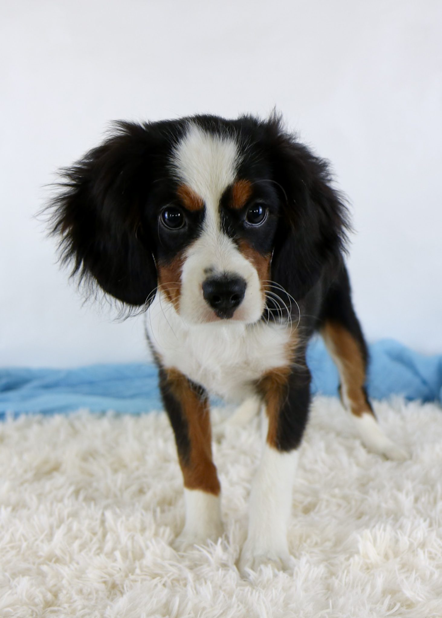 A small black, brown, and white Mini Bernese Mountain Dog puppy with floppy ears stands on a fluffy white rug, looking directly at the camera. The background is light with a hint of blue fabric.