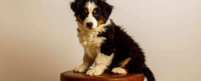 How Much Is a Tiny Bernedoodle? Puppy for sale at Love Berners
