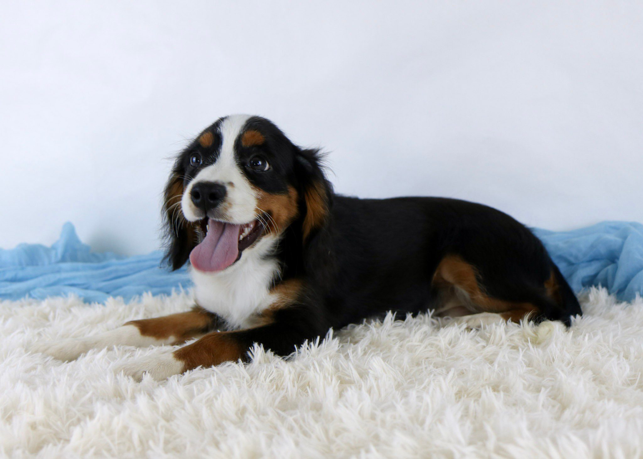 A happy black, brown, and white mini Berner lies on a fluffy white rug with its tongue out, against a light background with a blue blanket.