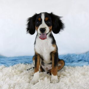 A happy, young Bernalier puppy with floppy ears sits on a fluffy white rug, its tongue out and eyes bright. A light blue blanket is in the background against a plain white backdrop—an adorable scene for lovers of mini Berners and puppies alike.