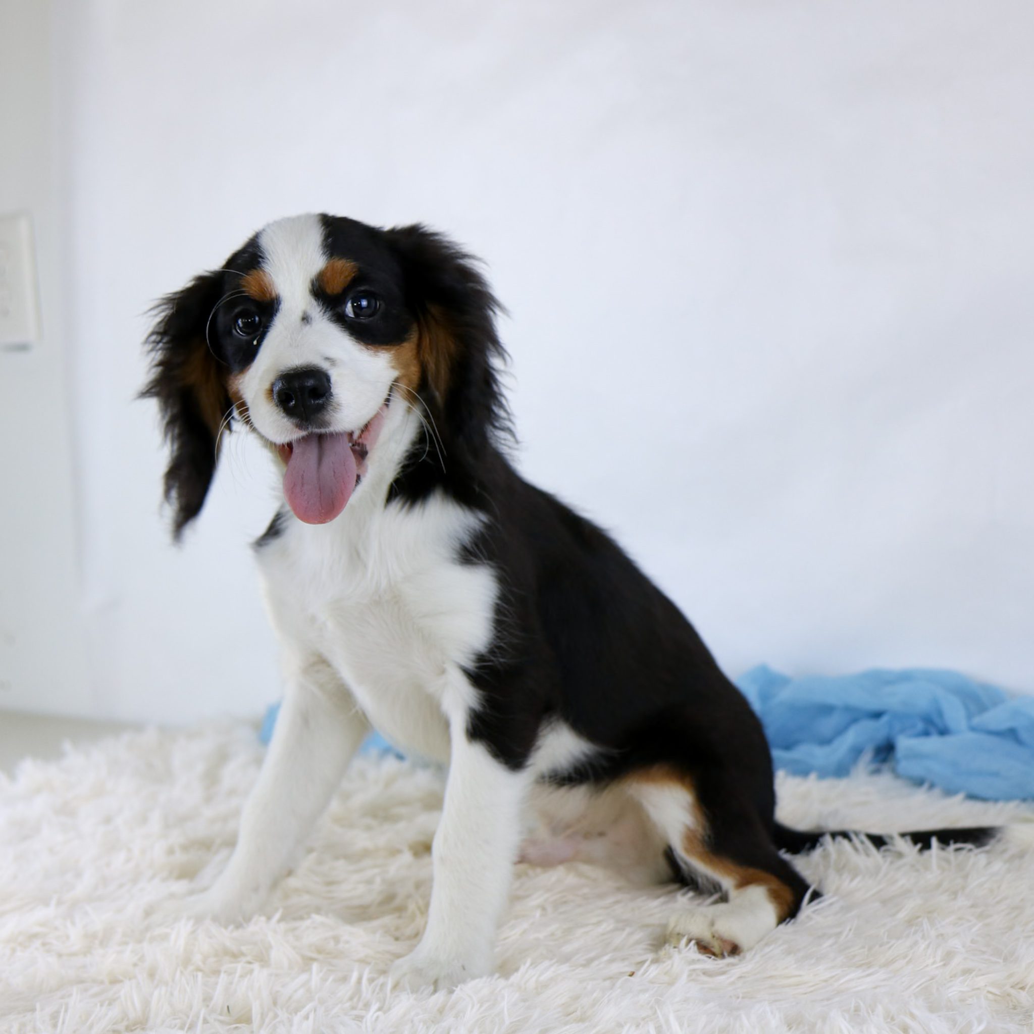 A happy Bernalier puppy with black, white, and brown fur sits on a fluffy white rug with its tongue out, against a plain background with a blue cloth nearby.