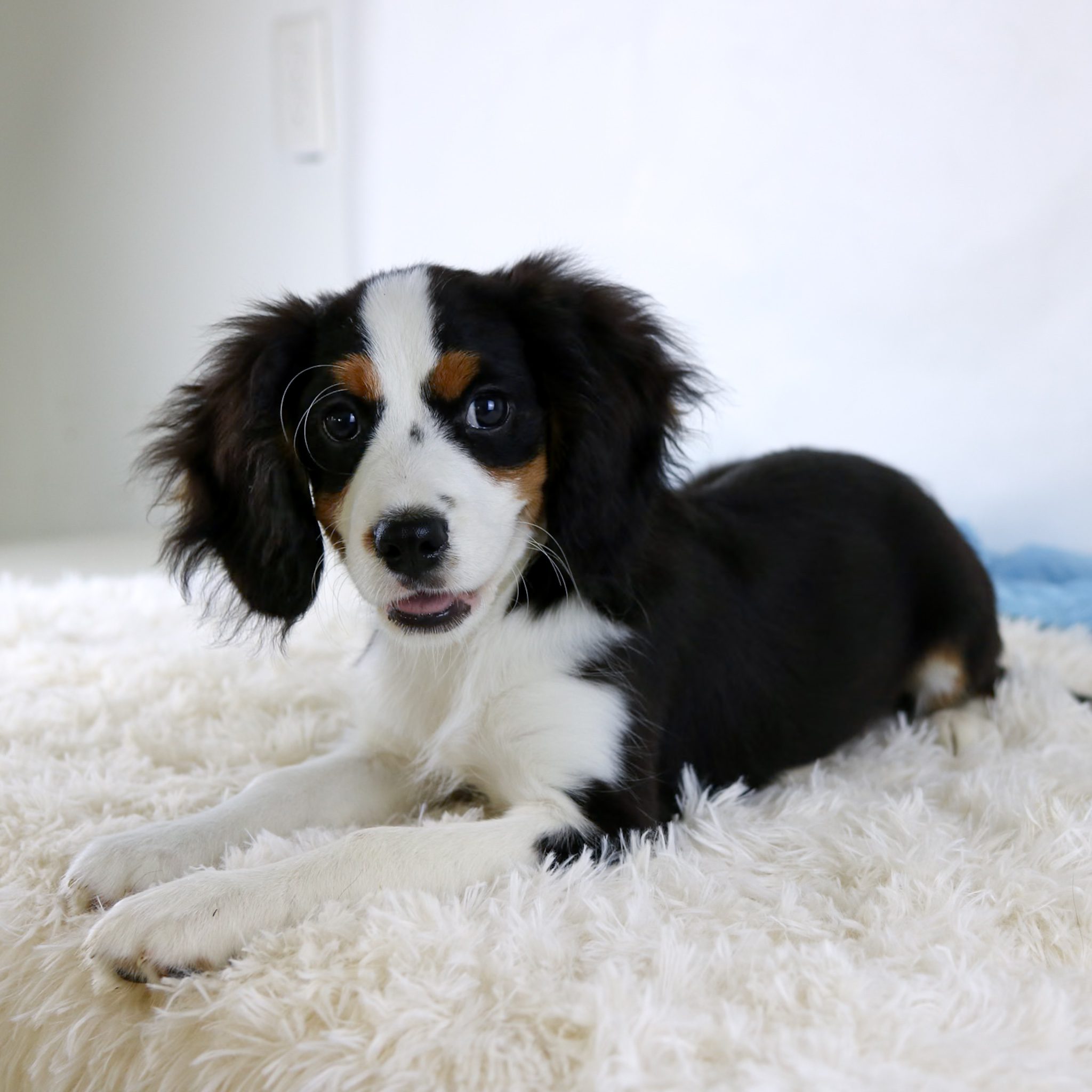 A small black, white, and brown Bernalier puppy with floppy ears lies on a fluffy white rug, looking at the camera with a slightly open mouth.