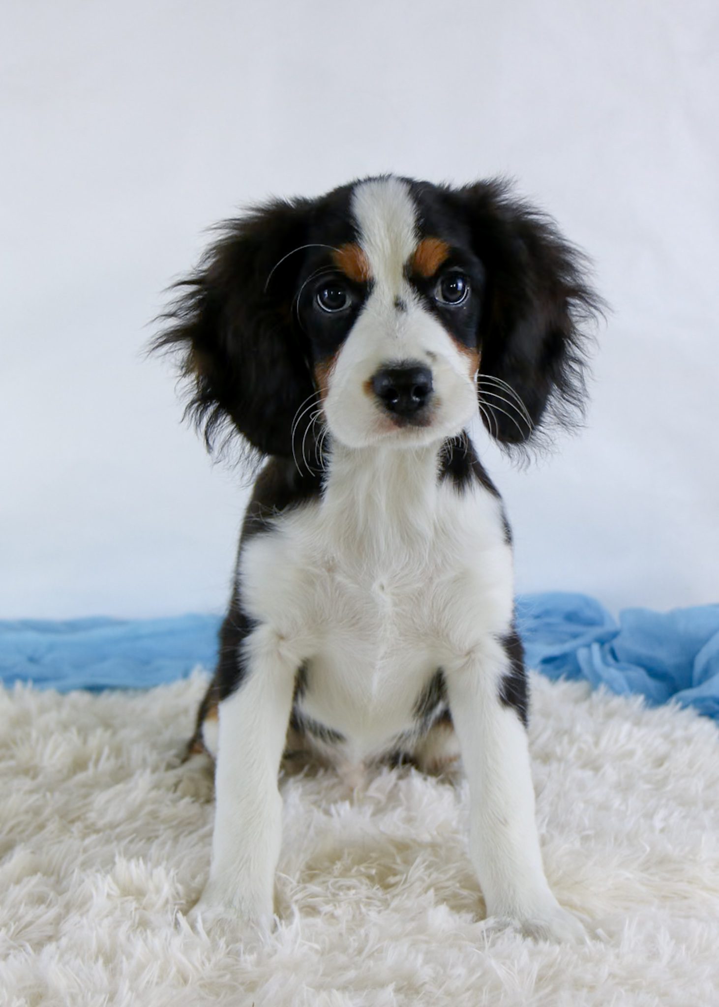 A black, white, and brown Mini Bernese Mountain Dog puppy with floppy ears sits on a fluffy white rug against a light background, looking directly at the camera.