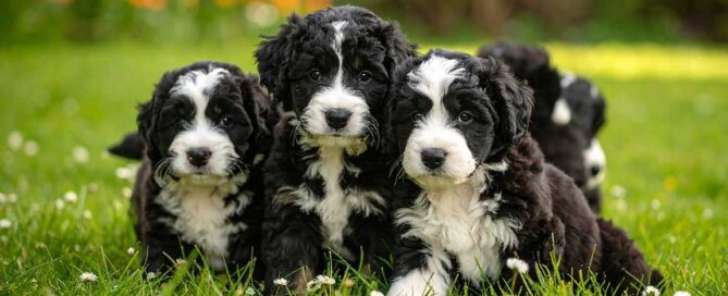 Puppies of different Tiny Bernedoodle sizes