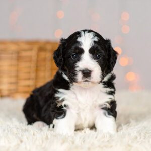 Tiny Bernedoodle puppy for sale