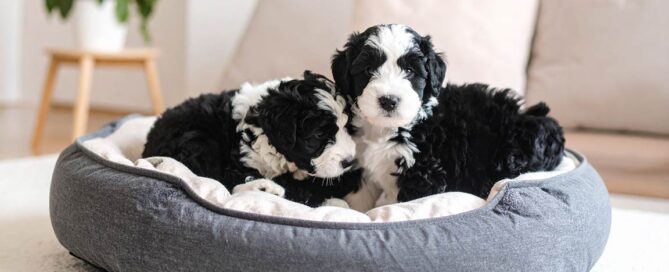 Tiny Bernedoodles for sale at Love Berners