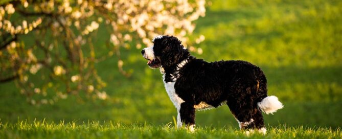 Adult Bernedoodle with potty training completed
