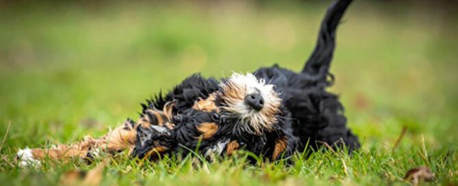 Bernedoodle rolling in the grass