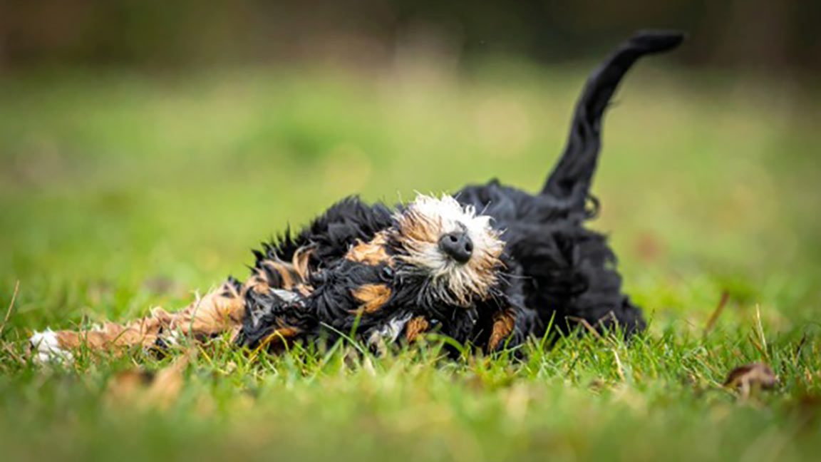 Bernedoodle rolling in the grass