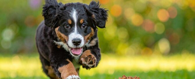 Mini Bernese Mountain dog running towards a bowl of dog food