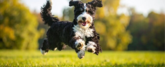Full grown Mini Bernedoodle jumping in the grass