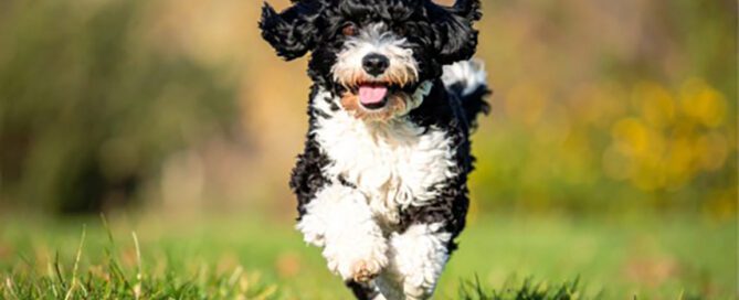Old dog with good Mini Bernedoodle lifespan running in the grass