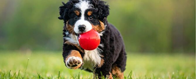 Mini Bernese Mountain Dog running in the grass with a red ball in his mouth