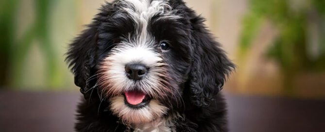 Tiny Bernedoodle puppy at Love Berners