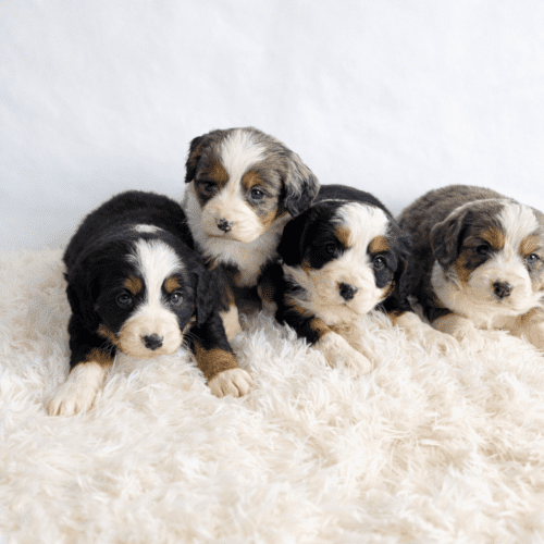 Four Bernese Mountain Dog puppies with black, white, and brown fur lie together on a fluffy white rug against a plain light background. Due Jan 1, 2026.