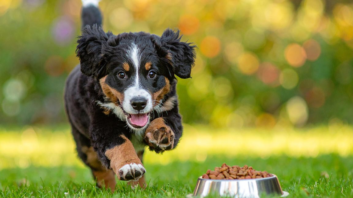 Mini Bernese mountain dog running in the grass