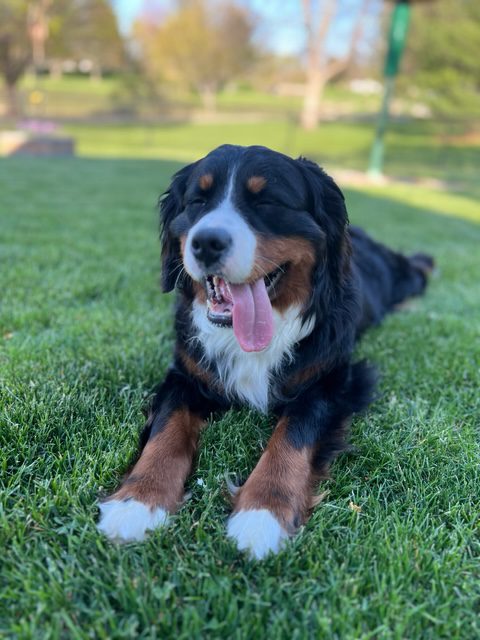 A Bernese Mountain Dog lies happily on green grass with its tongue out, enjoying a sunny park day—just like the carefree feeling before tasks are due with "Due Jan 1, 2026.