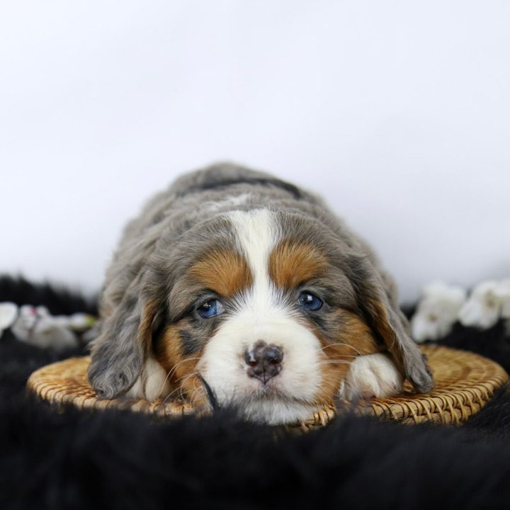 merle mini bernese mountain dog puppy