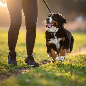Mini Bernese Mountain Dog running in the grass with his owner