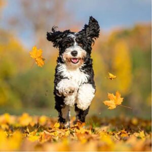 A happy black and white dog, body language exuberant, runs through fallen autumn leaves, with yellow leaves in the air and a blurred background of trees in fall colors.