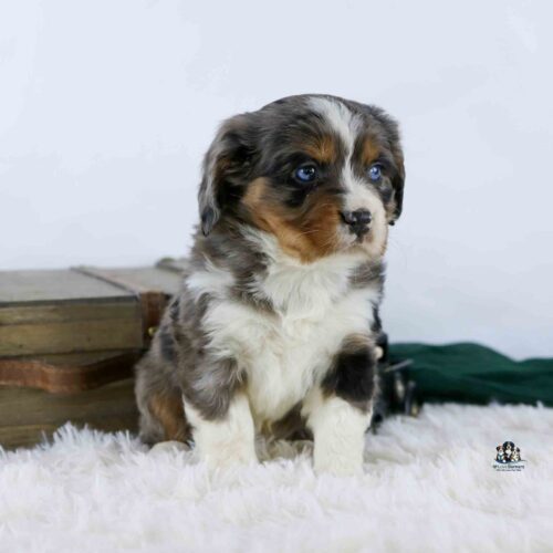 A small, fluffy puppy with a mix of gray, brown, and white fur sits on a soft white rug, near some stacked books, looking slightly to the side with bright blue eyes.