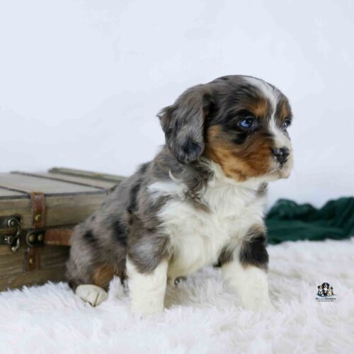 A fluffy, tricolor puppy with brown, black, and white fur sits on a white rug in front of a wooden chest, looking to the right against a plain light background.