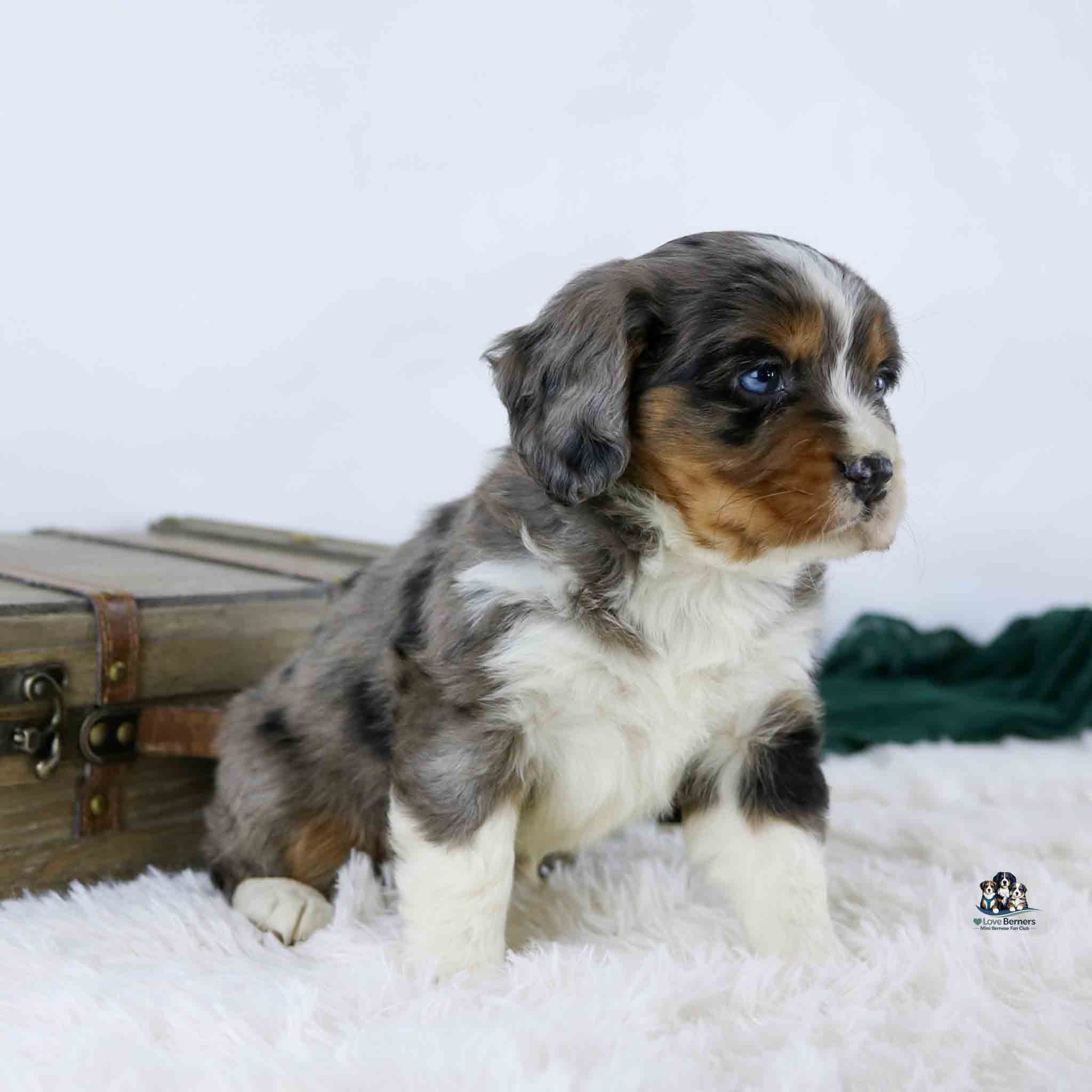 A fluffy, tricolor puppy with brown, black, and white fur sits on a white rug in front of a wooden chest, looking to the right against a plain light background.