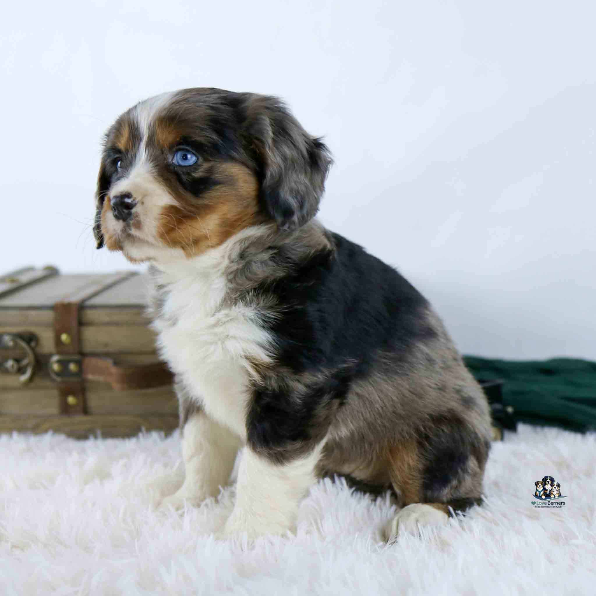 A fluffy tri-colored puppy with blue eyes sits on a white furry rug, with a wooden suitcase and green cloth in the background.
