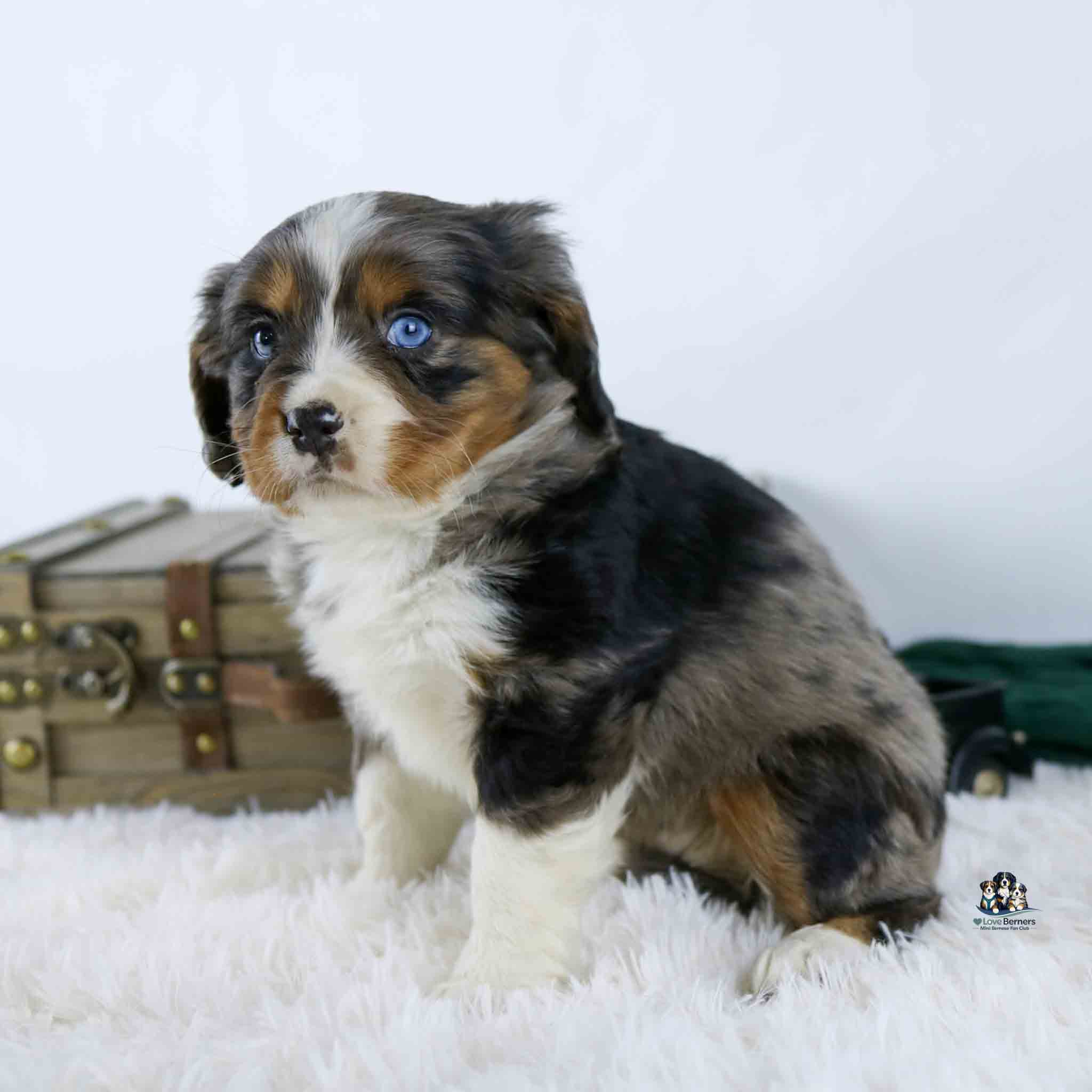 A fluffy Australian Shepherd puppy with blue eyes and a multicolored coat sits on a white furry rug, with a vintage suitcase in the background.