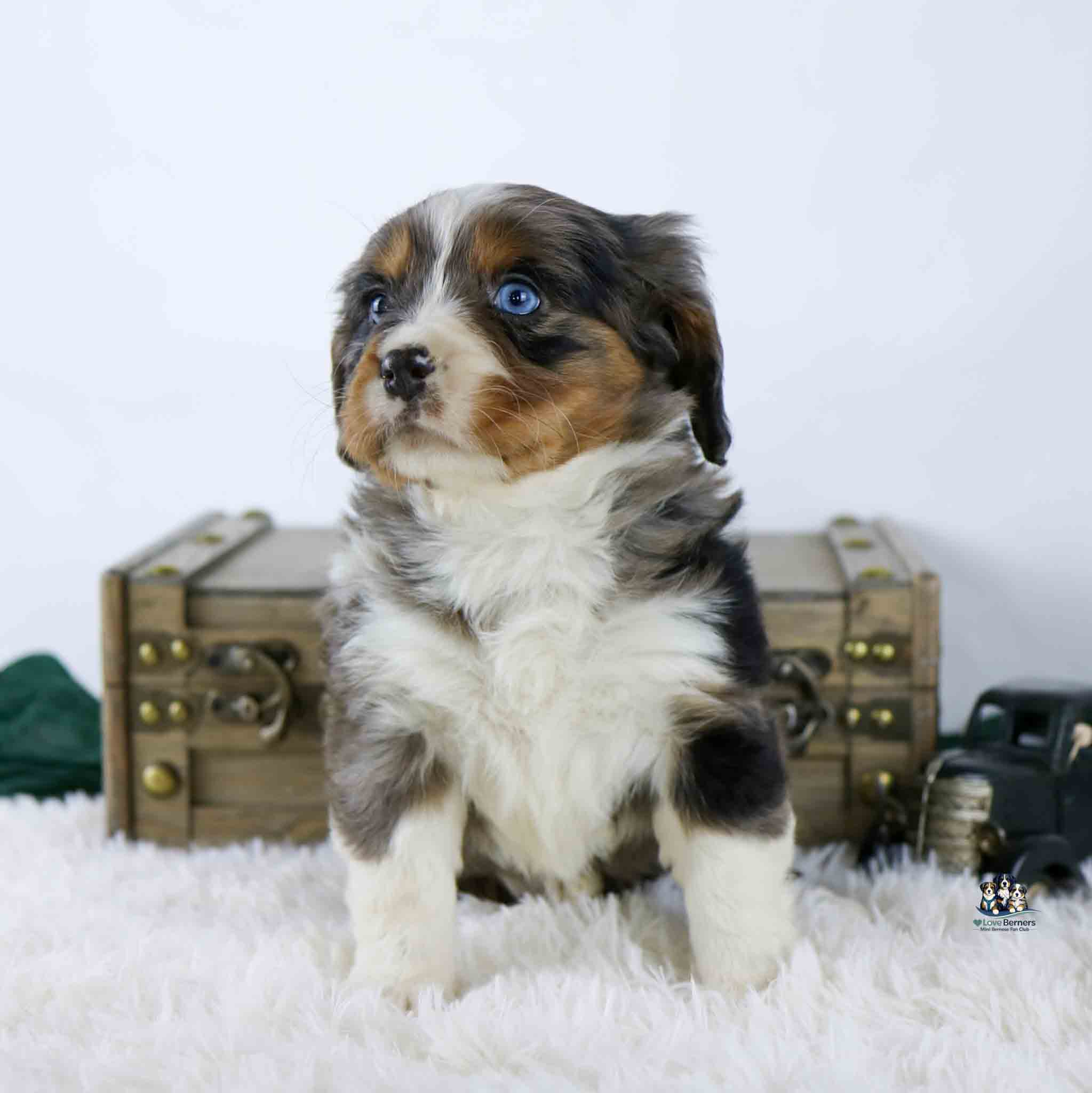 A fluffy Australian Shepherd puppy with blue eyes and a mix of brown, black, and white fur sits on a white rug in front of a wooden chest, looking slightly to the side.