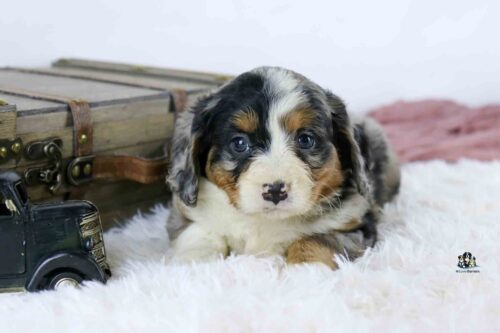 A fluffy tricolor puppy with blue eyes lies on a white fuzzy rug next to a vintage toy truck and a wooden suitcase, with a soft background.